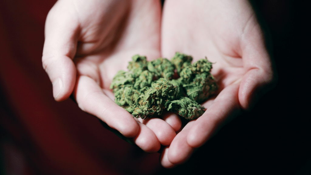 Cannabispflanze